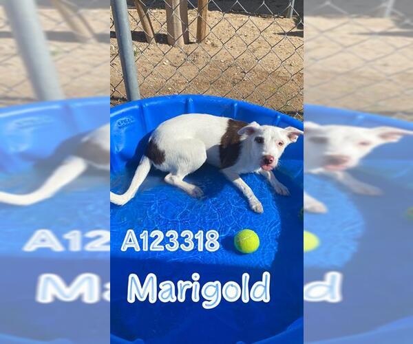 Medium Photo #1 German Wirehaired Pointer-Unknown Mix Puppy For Sale in HESPERIA, CA, USA