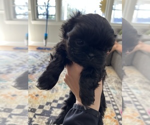 Shih Tzu Puppy for sale in HARTSVILLE, SC, USA