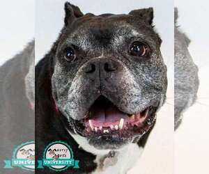 Bulldog-Unknown Mix Dogs for adoption in Kennesaw, GA, USA