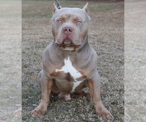 Father of the American Bully puppies born on 12/16/2021