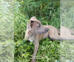Small #7 Labrador Retriever Mix