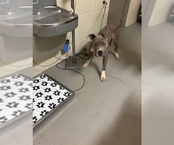 Medium Photo #1 Mutt Puppy For Sale in Sanford, FL, USA