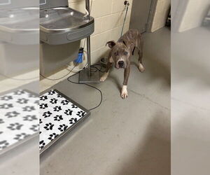 Mutt Dogs for adoption in Sanford, FL, USA