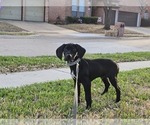 Small Photo #71 German Shorthaired Pointer Puppy For Sale in MCKINNEY, TX, USA