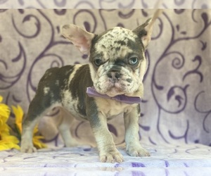 French Bulldog Puppy for sale in LANCASTER, PA, USA