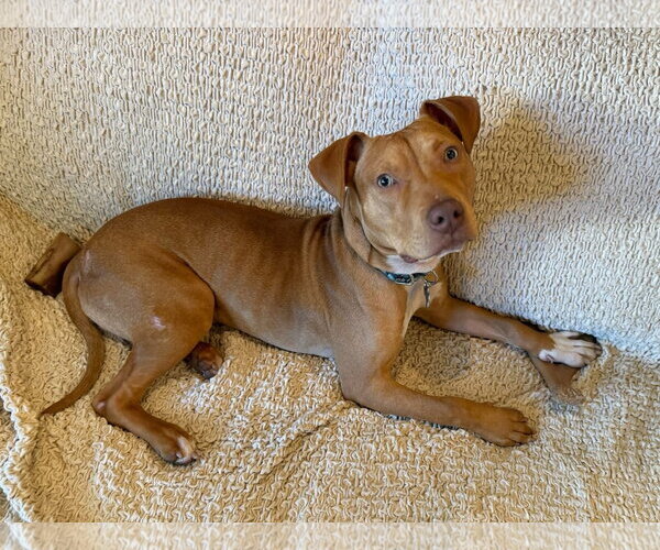 Medium Photo #1 American Pit Bull Terrier-Unknown Mix Puppy For Sale in Spring Lake, NJ, USA