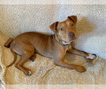 Small American Pit Bull Terrier Mix