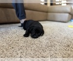 Small #53 Labrador Retriever