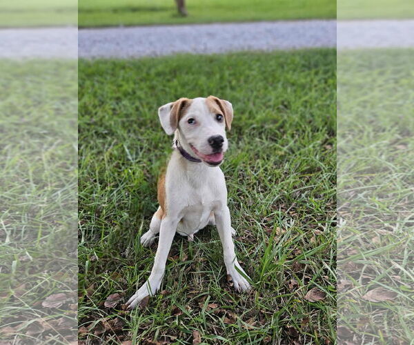 Medium Photo #6 Beagle-Unknown Mix Puppy For Sale in Wakefield, RI, USA