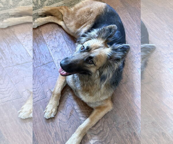 Medium Photo #3 German Shepherd Dog Puppy For Sale in Littleton, CO, USA