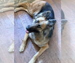 Small #2 German Shepherd Dog