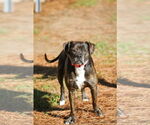 Small #4 Mutt