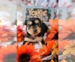 Small #12 Yorkshire Terrier