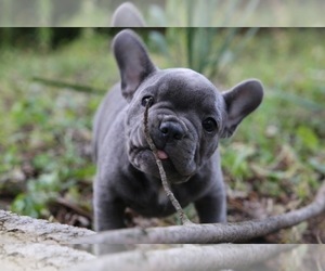 French Bulldog Puppy for sale in BROOKLYN, NY, USA