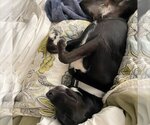 Small Photo #44 Labrador Retriever-Unknown Mix Puppy For Sale in Fargo, ND, USA