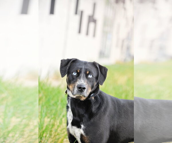 Medium Photo #1 Mutt Puppy For Sale in Sandy, UT, USA