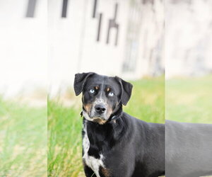 Mutt Dogs for adoption in Sandy, UT, USA