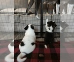 Small Photo #12 Akita Puppy For Sale in CANTONMENT, FL, USA
