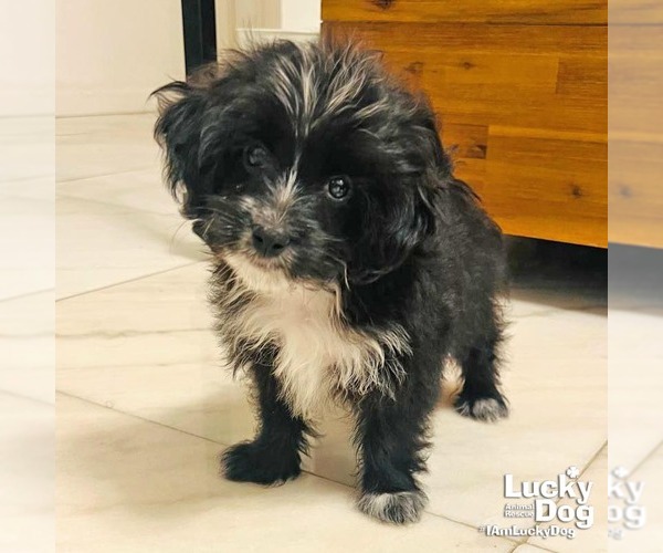 Medium Photo #1 Mutt Puppy For Sale in Washington, DC, USA