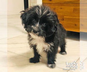 Mutt Dogs for adoption in Washington, DC, USA