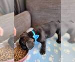 Small Photo #16 French Bulldog Puppy For Sale in FONTANA, CA, USA
