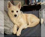 Small Photo #114 Pomsky Puppy For Sale in LOVELAND, CO, USA