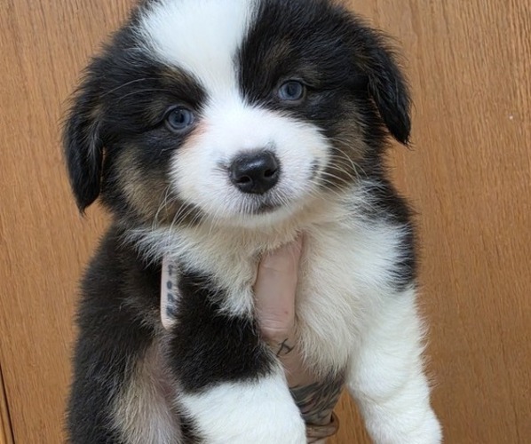 Medium Photo #1 Corgi-Aussie Puppy For Sale in MILTON, WI, USA