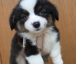 Puppy Puppy 2 Corgi-Aussie