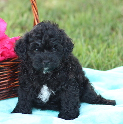 Pomeranian-Poodle (Toy) Mix Puppy for sale in GAP, PA, USA