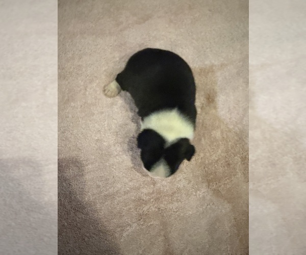 Medium Photo #34 Boston Terrier Puppy For Sale in FREDONIA, KS, USA