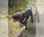 Small #10 American Pit Bull Terrier Mix