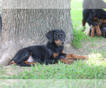 Small Photo #6 Doberman Pinscher Puppy For Sale in BEAUMONT, TX, USA