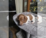 Puppy Puppy 5 Dachshund