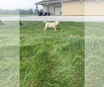Oakley - Female Labrador Retriever Puppy for Sale - Photo #14
