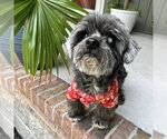 Small #4 Poodle (Miniature) Mix