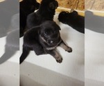 Small Photo #3 German Shepherd Dog Puppy For Sale in BOWLING GREEN, KY, USA