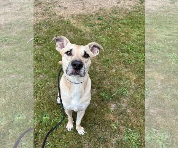 Medium Photo #1 Black Mouth Cur-Unknown Mix Puppy For Sale in Tacoma, WA, USA