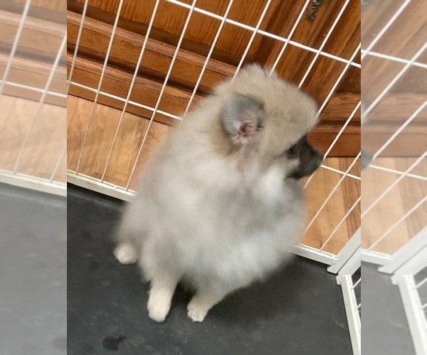 Medium Photo #3 Pomeranian Puppy For Sale in DENVER, CO, USA