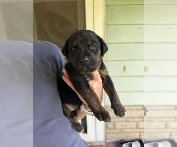 Medium Photo #4 Labrador Retriever-Unknown Mix Puppy For Sale in OKLAHOMA CITY, OK, USA