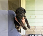 Small #3 Labrador Retriever Mix