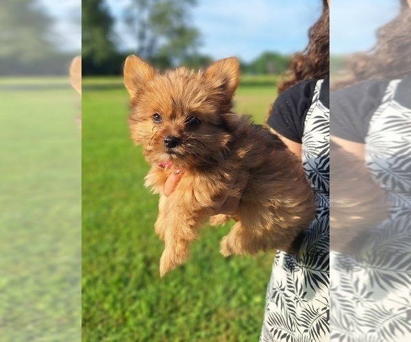 Medium Photo #3 Yoranian Puppy For Sale in LEWISBURG, KY, USA