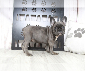 Medium French Bulldog