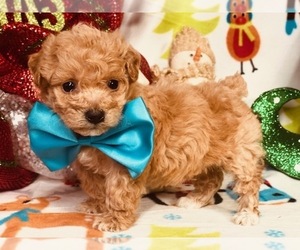 Bichpoo Puppy for sale in CLAY, PA, USA