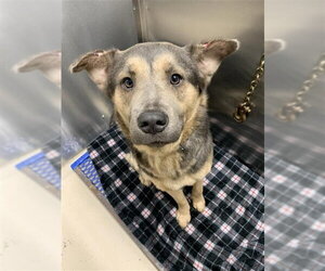 Chow Chow-Siberian Husky Mix Dogs for adoption in Fairbanks, AK, USA