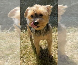 Mutt Dogs for adoption in Olalla, WA, USA