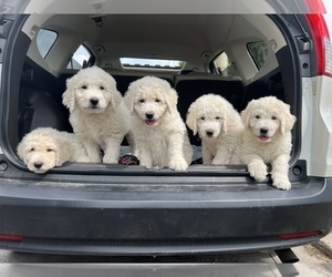 Great Pyrenees-Komondor Mix Puppy for sale in LOUISVILLE, KY, USA