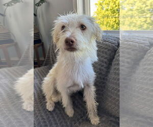 Mutt Dogs for adoption in Bellevue, WA, USA