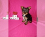 Puppy 6 Yorkshire Terrier