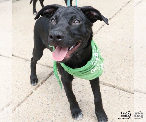 Medium Photo #2 Labrador Retriever-Retriever  Mix Puppy For Sale in Washington, DC, USA