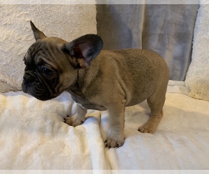 French Bulldog Puppy for sale in CHARLESTON, SC, USA